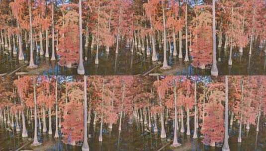 秋天武汉涨渡湖红叶水上森林杉树高清在线视频素材下载