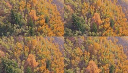 海东市 乐都区 北山林场 秋景 航拍高清在线视频素材下载