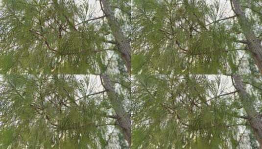 繁茂的落叶松枝叶高清在线视频素材下载