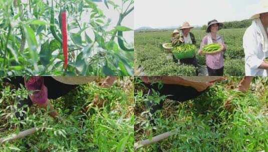 辣椒种植基地高清在线视频素材下载