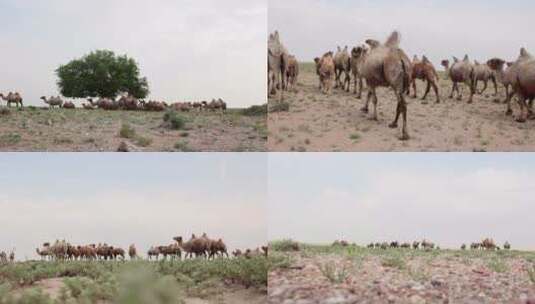 骆驼 散养的高清在线视频素材下载