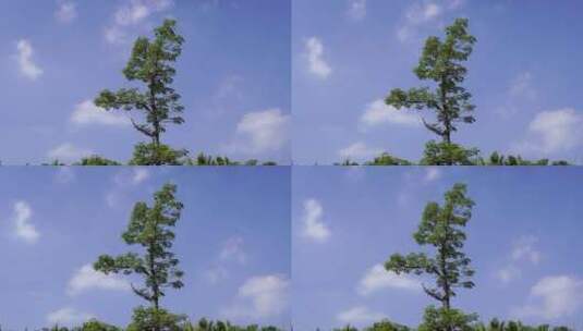天空下一棵树木高清在线视频素材下载