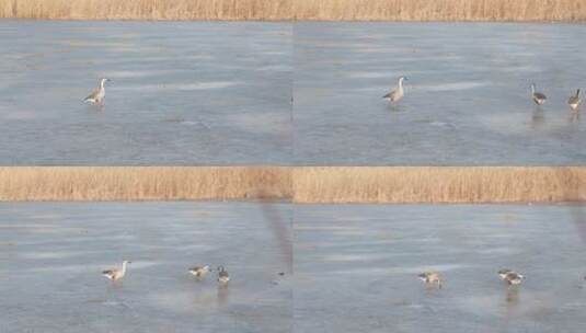 冬天城市湿地结冰湖面上的天鹅鸭子鸟类高清在线视频素材下载