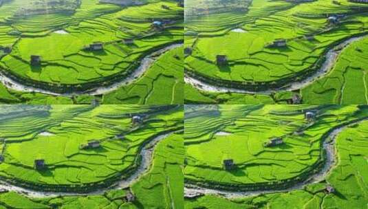 一条小河从绿色稻田里蜿蜒而过高清在线视频素材下载