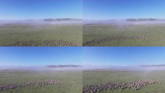 航拍草原上奔跑的羊群高清在线视频素材下载