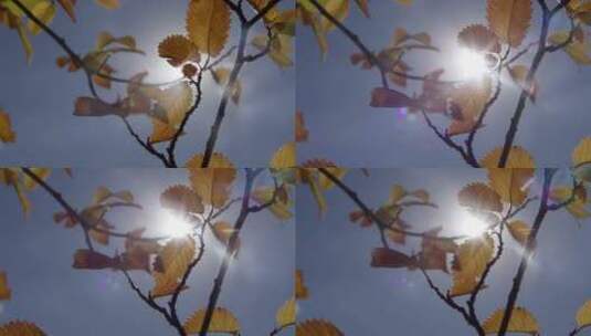 阳光透过秋叶照耀高清在线视频素材下载