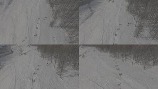 冬天阿尔山雪原上行走的牛群4k60p dlog高清在线视频素材下载