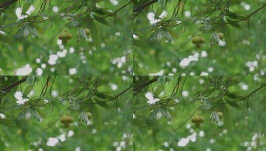 夏天树上的杨梅高清在线视频素材下载