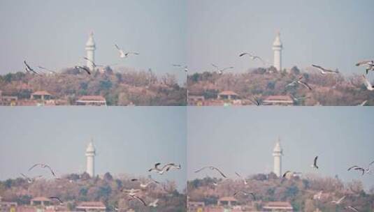 城市中的灯塔与飞鸟海鸥高清在线视频素材下载