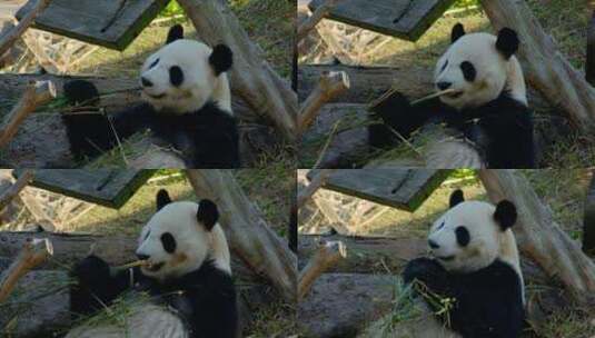 动物园国宝大熊猫高清在线视频素材下载