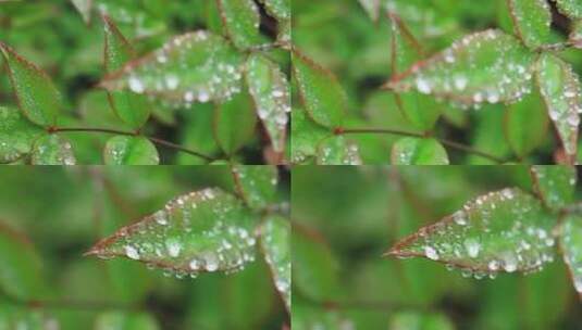 小草 下雨草地 树叶上的水珠 清晨水珠高清在线视频素材下载