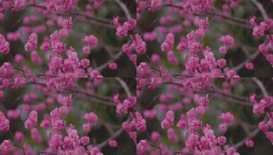 盛开的梅花花朵生机勃勃高清在线视频素材下载