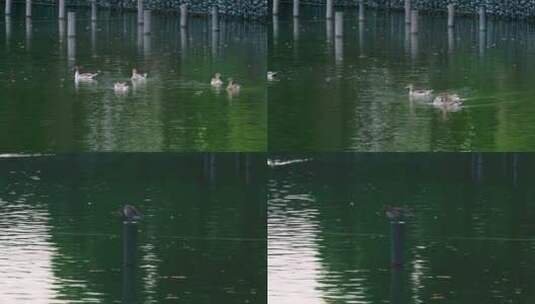 鸭子在河里游泳高清在线视频素材下载