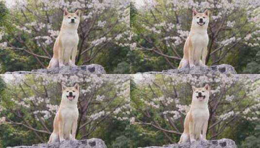 柴犬樱花外景-06高清在线视频素材下载