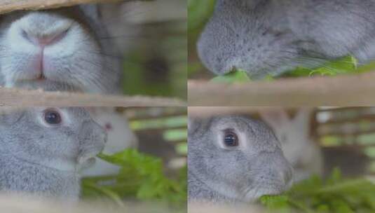 养殖小兔子三瓣嘴吃东西高清在线视频素材下载