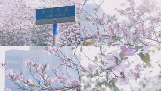广州天河宫粉紫荆，春天城市4k视频素材高清在线视频素材下载