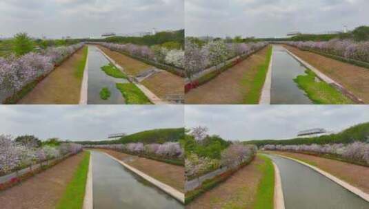 【正版4K素材】鹅颈水湿地紫荆花2高清在线视频素材下载