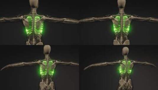 三维人体结构概念医学高清在线视频素材下载
