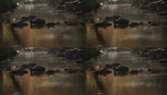 杭州九溪十秋天早晨金黄枫树林水面飘着雾气高清在线视频素材下载