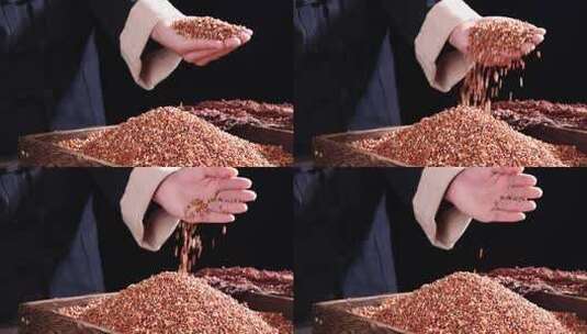 红缨子高粱茅台镇纯粮酿造高清在线视频素材下载