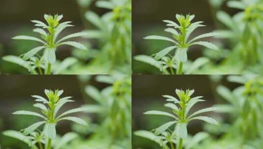 雨水滴在植物上实拍镜头高清在线视频素材下载