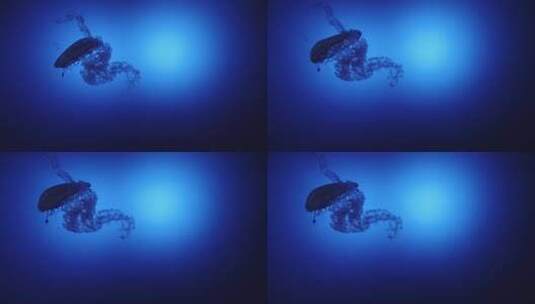 水族箱中游动的水母高清在线视频素材下载