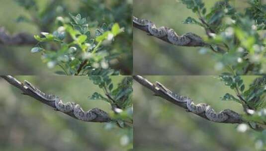 h蝮蛇藏于树枝中高清在线视频素材下载