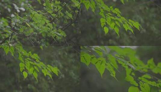 M1雨中绿叶高清在线视频素材下载