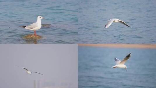 海鸥海上飞翔高清在线视频素材下载