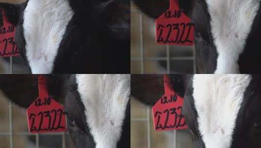 奶牛 小奶牛 奶牛场 奶牛养殖 (82)高清在线视频素材下载