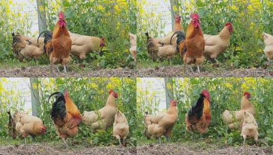 农村散养公鸡母鸡实拍镜头高清在线视频素材下载