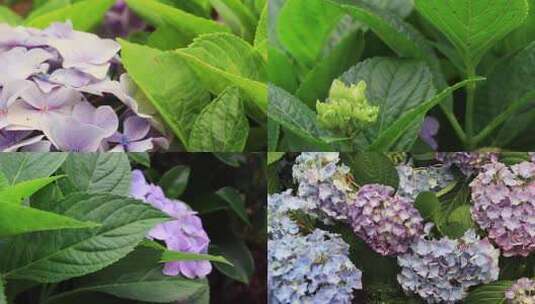 篮色绣球花紫绣球花朵八仙花粉团花高清在线视频素材下载