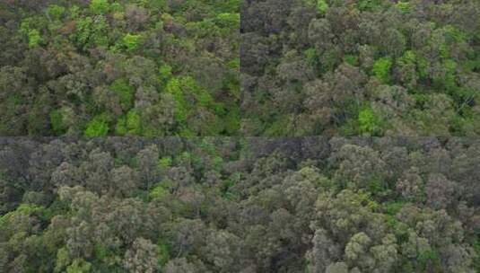 航拍绿色森林植被景观高清在线视频素材下载