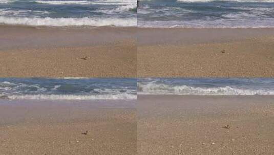 一只螃蟹以慢动作向海浪走去。高清在线视频素材下载