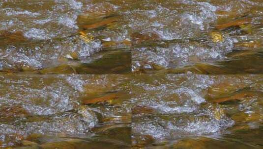 小溪中的河水高清在线视频素材下载