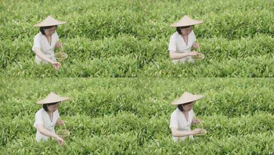 美女在山上采茶叶高清在线视频素材下载