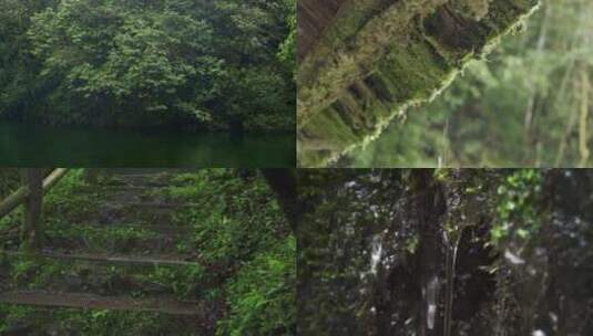 森林下雨雨滴落下绿叶上高清在线视频素材下载