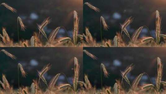 阳关下的成熟麦穗在风中摇曳高清在线视频素材下载