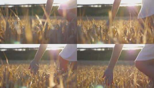 女性触摸田野里的小麦高清在线视频素材下载