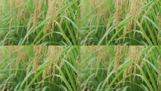 成熟的稻穗水稻特写雨露水珠田野高清在线视频素材下载