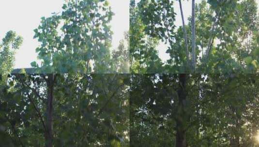 大树 植物 森林绿色 环保 树木 氧吧 航拍高清在线视频素材下载