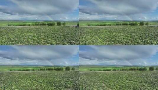 航拍种植中草药芍药花的农田高清在线视频素材下载