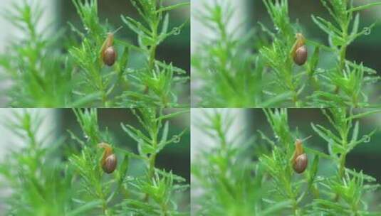一只小蜗牛在嫩绿色的植物上高清在线视频素材下载