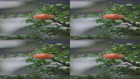 雨中的石榴树高清在线视频素材下载