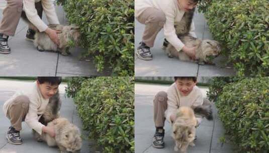 一个小男孩抱起宠物猫金吉拉高清在线视频素材下载