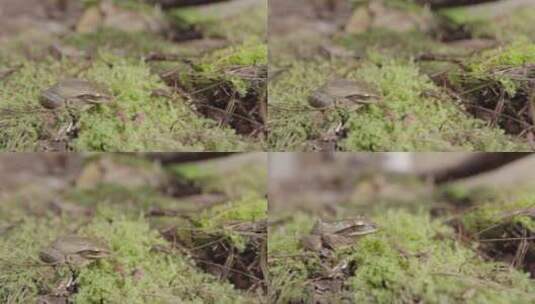 云南普洱森林中的小林蛙高清在线视频素材下载