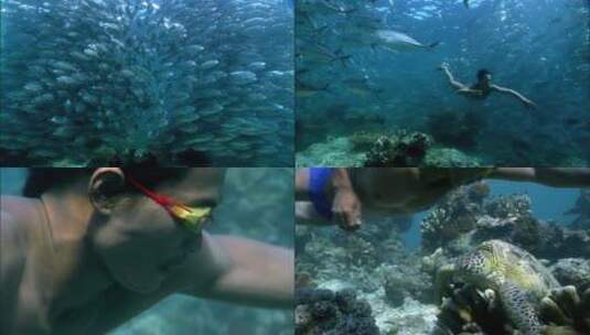 海洋生物海龟鱼群潜水高清在线视频素材下载