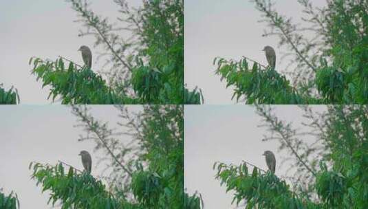 树枝上的鸟高清在线视频素材下载