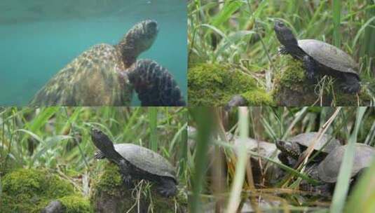 [合集]享受阳光海龟水下大棕色乌龟高清在线视频素材下载