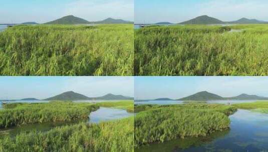 苏州太湖芦苇荡4K航拍高清在线视频素材下载